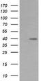Mitogen-Activated Protein Kinase Kinase 3 antibody, CF505868, Origene, Western Blot image 