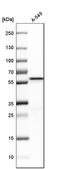 NLK antibody, HPA024305, Atlas Antibodies, Western Blot image 