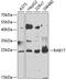 RAB17, Member RAS Oncogene Family antibody, GTX33451, GeneTex, Western Blot image 