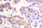 Anaphase Promoting Complex Subunit 1 antibody, LS-C176485, Lifespan Biosciences, Immunohistochemistry frozen image 