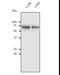 Albumin antibody, LS-C348312, Lifespan Biosciences, Western Blot image 