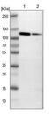 Minichromosome Maintenance Complex Component 3 antibody, NBP1-85797, Novus Biologicals, Western Blot image 