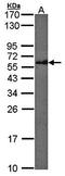 Intraflagellar Transport 74 antibody, orb73546, Biorbyt, Western Blot image 