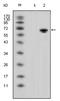 Wnt Family Member 5A antibody, AM06324SU-N, Origene, Western Blot image 