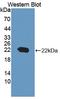Peptidylprolyl Isomerase B antibody, LS-C373918, Lifespan Biosciences, Western Blot image 