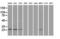 Neurogenin 1 antibody, LS-C114464, Lifespan Biosciences, Western Blot image 