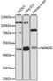 Nanog Homeobox antibody, A3232, ABclonal Technology, Western Blot image 