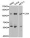 DNA Ligase 4 antibody, MBS126266, MyBioSource, Western Blot image 