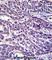 Elastin Microfibril Interfacer 3 antibody, abx027524, Abbexa, Western Blot image 