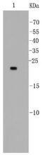 BCL2 Associated Agonist Of Cell Death antibody, NBP2-67308, Novus Biologicals, Western Blot image 
