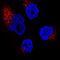 Insulin Like Growth Factor 2 Receptor antibody, MAB2447, R&D Systems, Immunocytochemistry image 