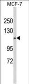 Cilia And Flagella Associated Protein 47 antibody, PA5-49665, Invitrogen Antibodies, Western Blot image 