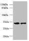 RWD Domain Containing 2A antibody, CSB-PA883450LA01HU, Cusabio, Western Blot image 
