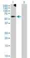 Tripartite Motif Containing 9 antibody, H00114088-D01P, Novus Biologicals, Western Blot image 