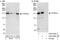 YTH Domain Containing 2 antibody, A303-025A, Bethyl Labs, Immunoprecipitation image 