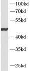 Myostatin antibody, FNab03403, FineTest, Western Blot image 