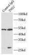 Inhibitor Of Growth Family Member 2 antibody, FNab04310, FineTest, Immunoprecipitation image 