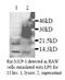 C-C Motif Chemokine Ligand 2 antibody, ab7202, Abcam, Western Blot image 