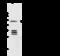 Keratin 17 antibody, 106109-T32, Sino Biological, Western Blot image 