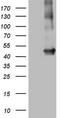 Mechanistic Target Of Rapamycin Kinase antibody, TA805914S, Origene, Western Blot image 