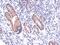 Dual Oxidase 1 antibody, NBP2-16232, Novus Biologicals, Immunohistochemistry paraffin image 