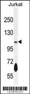 cGMP-inhibited 3 ,5 -cyclic phosphodiesterase B antibody, 56-179, ProSci, Western Blot image 