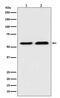 Thioredoxin Reductase 1 antibody, M01778, Boster Biological Technology, Western Blot image 