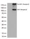 Insulin Like Growth Factor 1 Receptor antibody, TA807836S, Origene, Western Blot image 
