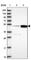 Cleavage Stimulation Factor Subunit 1 antibody, HPA047275, Atlas Antibodies, Western Blot image 