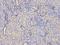 Histone Cluster 1 H2A Family Member M antibody, orb334664, Biorbyt, Immunohistochemistry paraffin image 