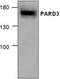 Par-3 Family Cell Polarity Regulator antibody, TA318893, Origene, Western Blot image 