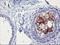 Serine Dehydratase antibody, NBP2-01506, Novus Biologicals, Immunohistochemistry frozen image 