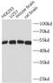 Tubulin Beta 3 Class III antibody, FNab00880, FineTest, Western Blot image 