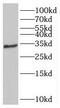 Gem Nuclear Organelle Associated Protein 2 antibody, FNab07871, FineTest, Western Blot image 