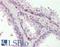 Mitochondrial Calcium Uniporter Regulator 1 antibody, LS-B9716, Lifespan Biosciences, Immunohistochemistry frozen image 