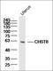 Carbohydrate Sulfotransferase 8 antibody, orb182628, Biorbyt, Western Blot image 