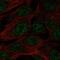 Spermatogenesis-associated serine-rich protein 1 antibody, HPA030897, Atlas Antibodies, Immunocytochemistry image 