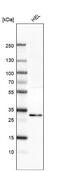 Etoposide-induced protein 2.4 antibody, NBP2-13949, Novus Biologicals, Western Blot image 
