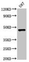SRY-Box 8 antibody, LS-C673771, Lifespan Biosciences, Western Blot image 