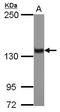 Zinc Finger Protein 217 antibody, GTX104572, GeneTex, Western Blot image 