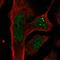 Plexin domain-containing protein 2 antibody, HPA017268, Atlas Antibodies, Immunocytochemistry image 