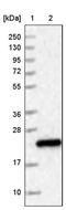 HD Domain Containing 3 antibody, PA5-59342, Invitrogen Antibodies, Western Blot image 