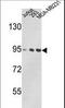 Valosin Containing Protein antibody, LS-B14259, Lifespan Biosciences, Western Blot image 