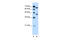 Solute Carrier Organic Anion Transporter Family Member 1A2 antibody, 29-918, ProSci, Western Blot image 