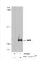 Paired amphipathic helix protein Sin3b antibody, NBP2-20367, Novus Biologicals, Western Blot image 