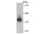 Lactate Dehydrogenase A antibody, NBP2-67483, Novus Biologicals, Western Blot image 