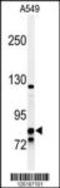 Glucocorticoid receptor antibody, TA324793, Origene, Western Blot image 