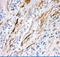 FAS antibody, PB9252, Boster Biological Technology, Immunohistochemistry frozen image 