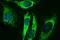 Acetyl-CoA Acyltransferase 2 antibody, NBP2-46477, Novus Biologicals, Immunofluorescence image 