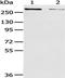 WNK Lysine Deficient Protein Kinase 2 antibody, TA351931, Origene, Western Blot image 